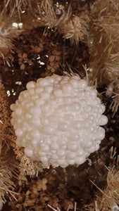 Bubble Ornaments