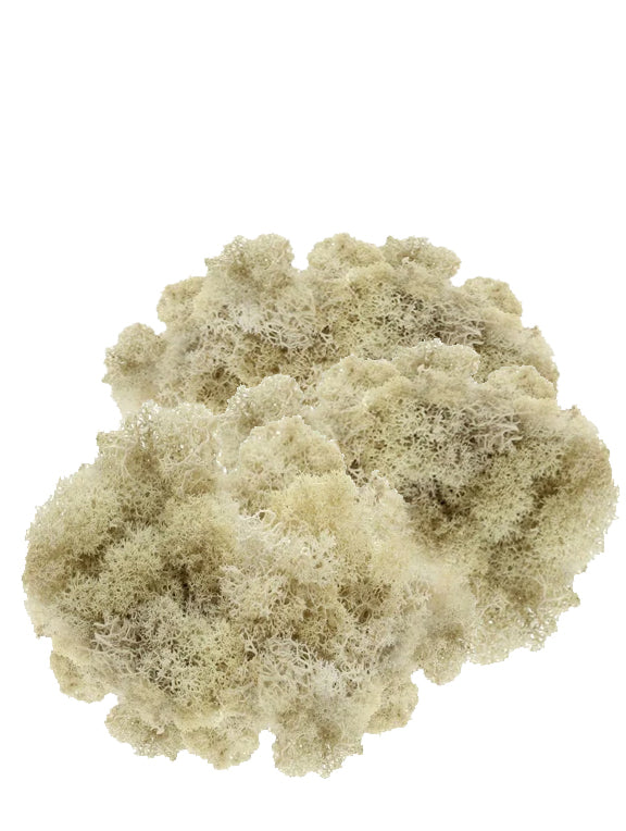Natural Moss 2 OZ Bag
