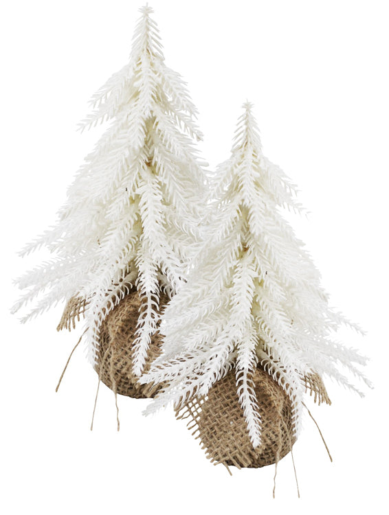 White Jute Trees