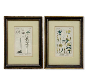 Pair of Vintage Framed Botanical Prints